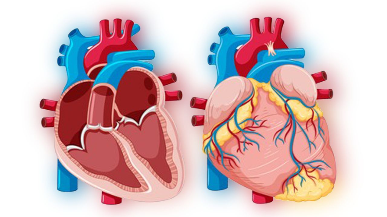 Los tabiques del corazón